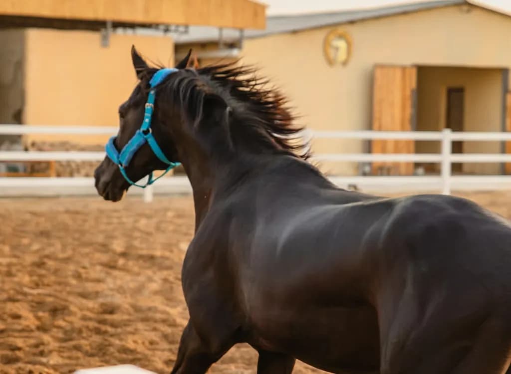 Akhal-Teke Horse Stables
